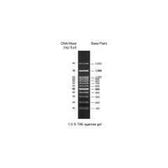 GenLadder 100bp Plus (ready-to-use), DNA Size Marker, 1.5kbp, 3kbp., 0,1µg/µl, 500µl
